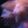 Trey Anastasio